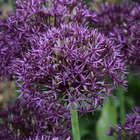 Allium  'Firmament' Photo: J. Amand